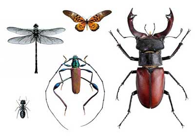 Tatuaje temporal con insectos. Tatuaje de escarabajo