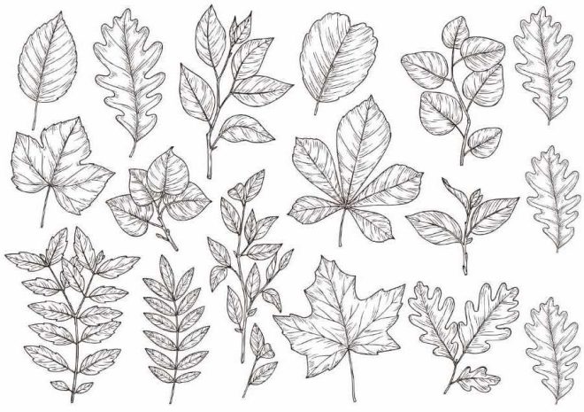 Hojas de bosque dibujadas a mano, hojas, roble, arce tatuajes.